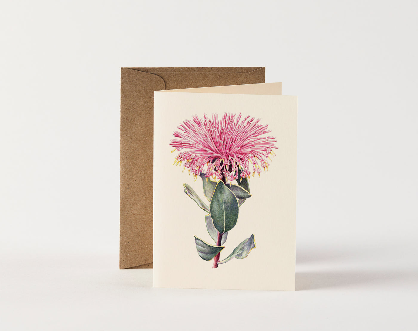 Card - Pincushion Coneflower by Ellen Hickman