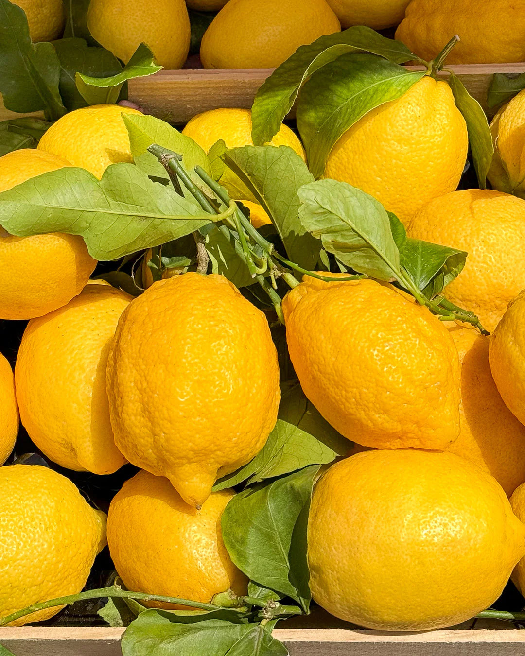 Citrus Riviera